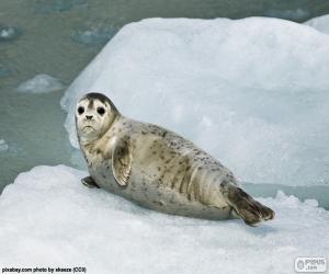 пазл Обыкновенный тюлень